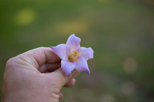 istock Hand holding a Pyramid tree flower in the blurred background 1442698519