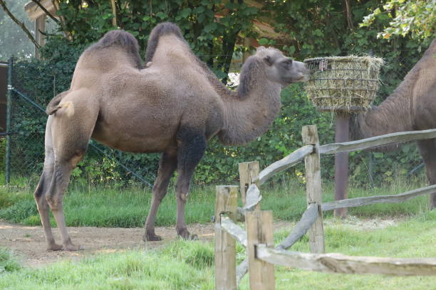 istock Camel with two humps eating grass from a feeder 1442698536