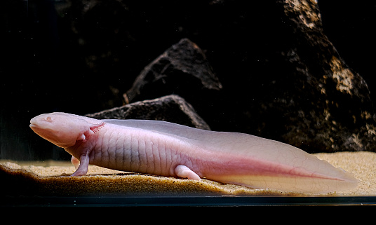 Axolotl. Mexican walking fish. Ambystoma mexicanum