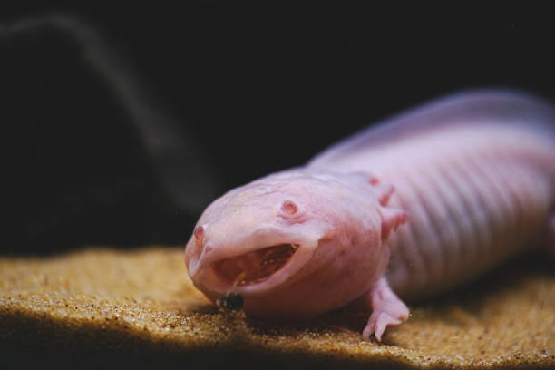 Axolotl. Mexican walking fish. Ambystoma mexicanum