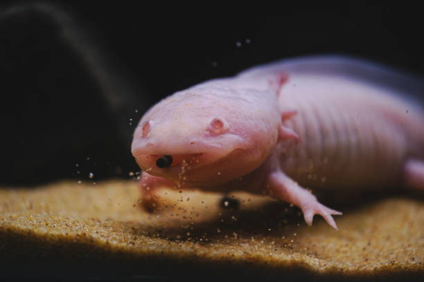 istock Axolotl. Mexican walking fish. Ambystoma mexicanum 1442699265