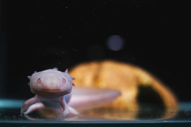 istock Axolotl. Mexican walking fish. Ambystoma mexicanum 1442699269