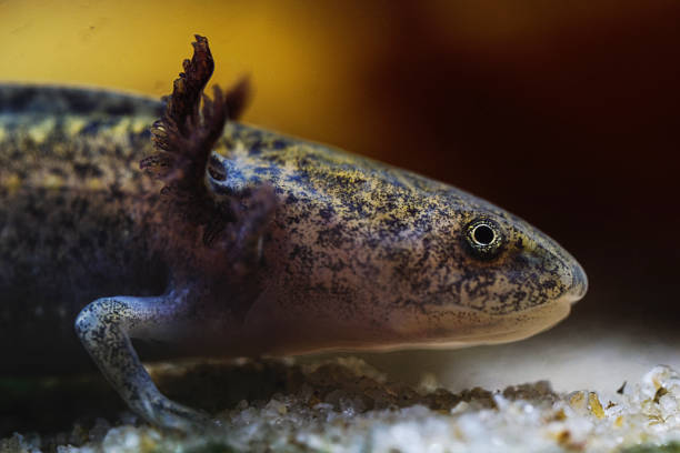Axolotl. Mexican walking fish. Ambystoma mexicanum