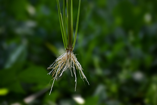 A closeup shot of a fibrous root system of a rice plant
