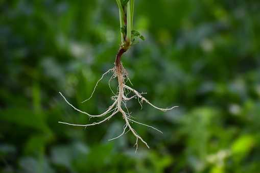 Closeup shot of a fibrous root system of a plant
