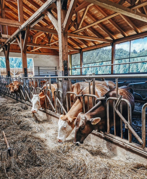 istock Cows eating hay in barn on a farm. 1442699725