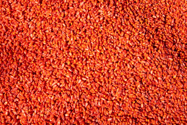 Corn seeds etched with an antifungal drug, seed protection. High quality photo
