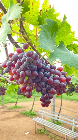This is the photo of a red grape