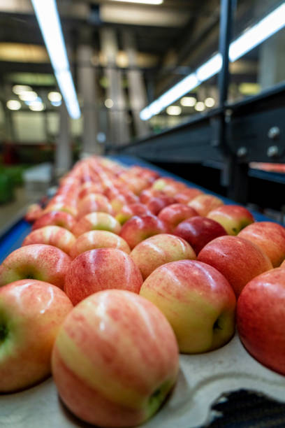 pommes dans des unités de consommation se déplaçant sur bande transporteuse dans un entrepôt d’emballage - red delicious apple apple fruit vertical photos et images de collection