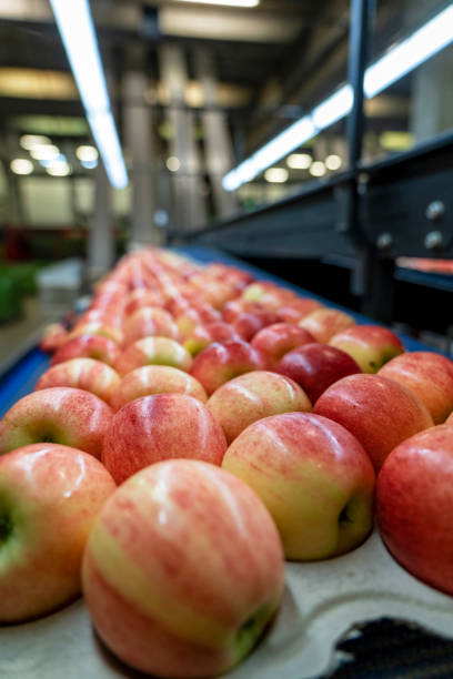 istock Apples in Consumer Units Moving on Conveyor Belt in Packing Warehouse 1442701097