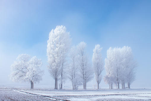 Frost trees in the plain on a foggy day in winter in Turkey. Trees in the fog canopy. Winter landscape and foggy weather.