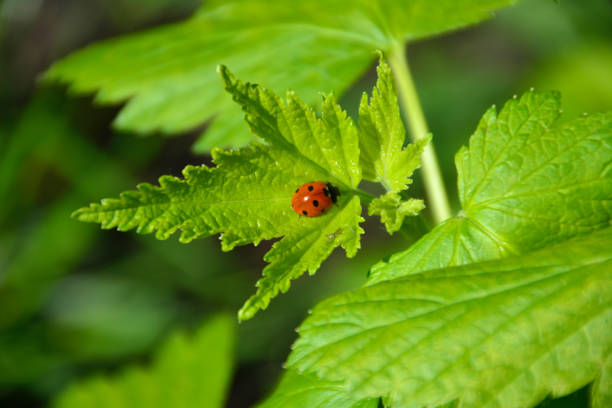 istock ladybird isolated on green leaf in sunny day, close-up 1442705983