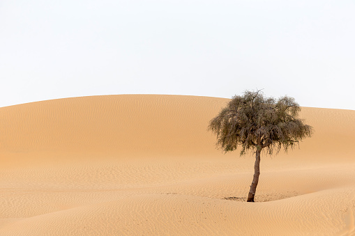 Single tree in the desert in the UAE hidden in the sand dunes. High resolution photo.