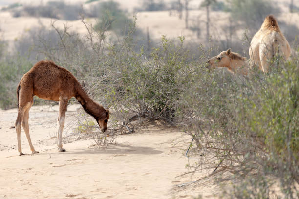 Middle eastern camels eating leaves from desert trees near Al Ain, UAE