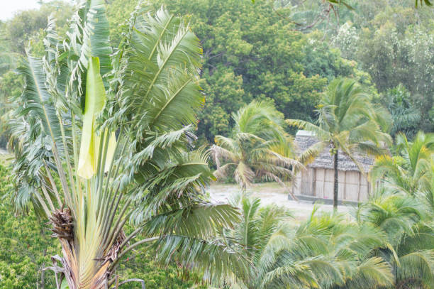 Coconut palm trees in summer on white background with clipping path and alpha channel, high resolution.