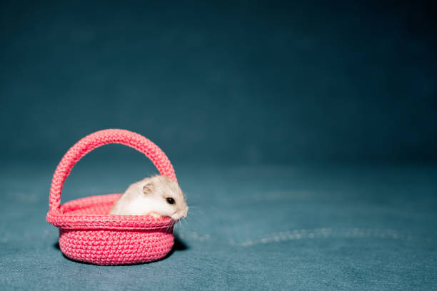 Old sick rat in a house on a white background
