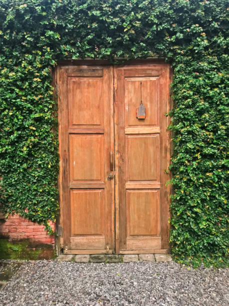 istock Wooden Door and insulated with vines around them 1442714372
