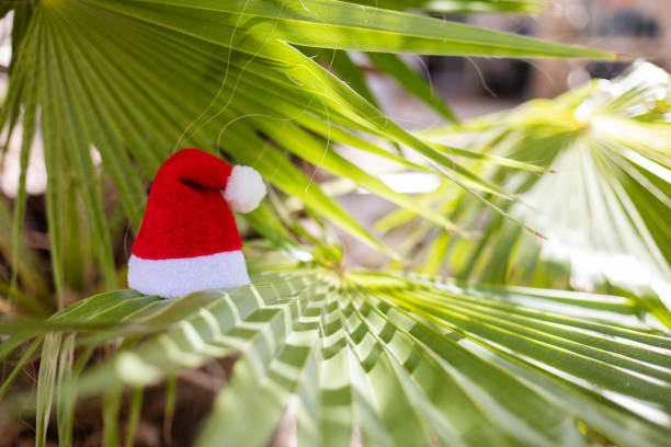 Red Santa hat on a palm leaves. Christmas holidays in the tropics.