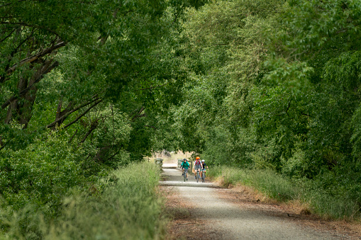 Three cyclists riding the Otago Central Rail Trail among green trees, South Island.