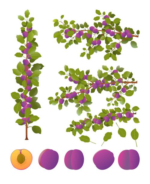 잘 익은 과일과 매화 나뭇 가지의 세트입니다. 식용 수확을 가진 정원 식물. 흰색 배경에 격리. 단풍과 나뭇잎이있는 가지. 벡터 - plum red white background organic stock illustrations