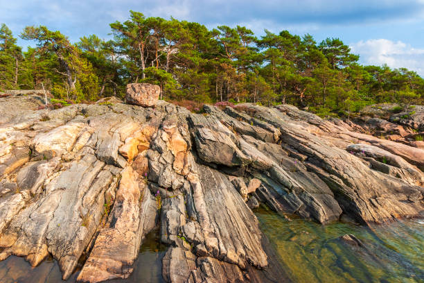 소나무 숲의 해변에 있는 암석 - vastergotland 뉴스 사진 이미지