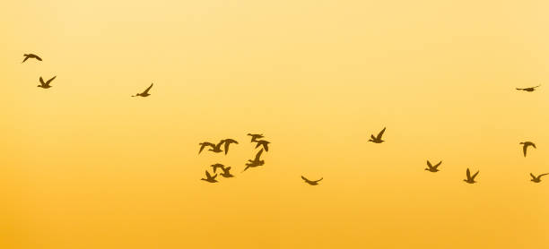 istock Flock of Geese flying at dawn 1442716655