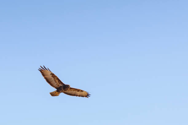 istock Common Buzzard flying in the sky with spread wings 1442716764
