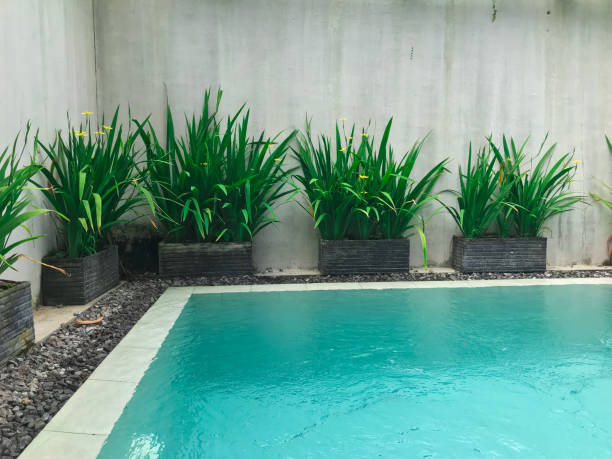 istock Private swimming pool decorated with potted greenery 1442716833