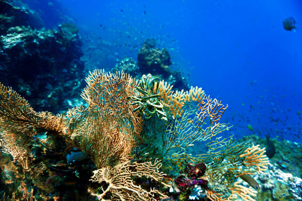 istock Schools of fish at a coral reef 1442718419