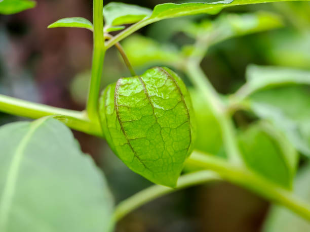 istock Physalis minima tree, Hogweed, Ground Cherry on tree, Pygmy ground cherry fruit. Scientific name Physalis angulata. macro shot on a sunny morning. 1442718689