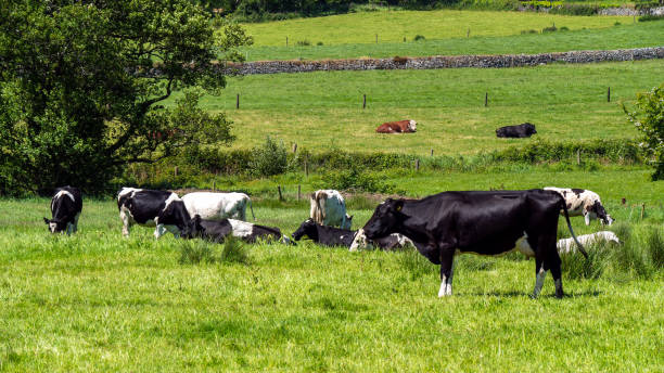 istock Several cows are eating grass in a meadow on a sunny spring day. Cattle on a livestock farm. Agricultural landscape. Organic Irish farm. Black and white cow on green grass field 1442718845