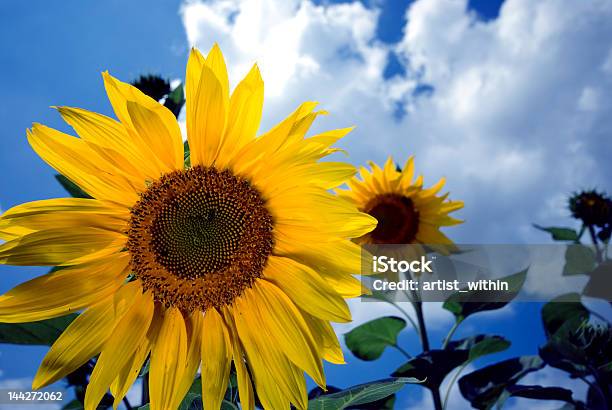 Positivamente Brillante - Fotografie stock e altre immagini di Agricoltura - Agricoltura, Ambientazione esterna, Bellezza