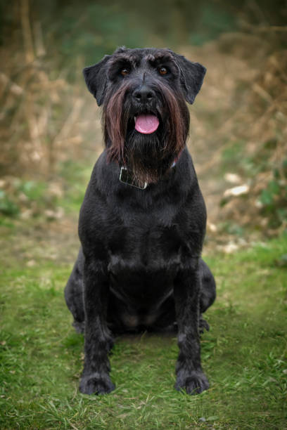 istock Large Black Schnauzer sitting and looking happy in a forest 1442721683