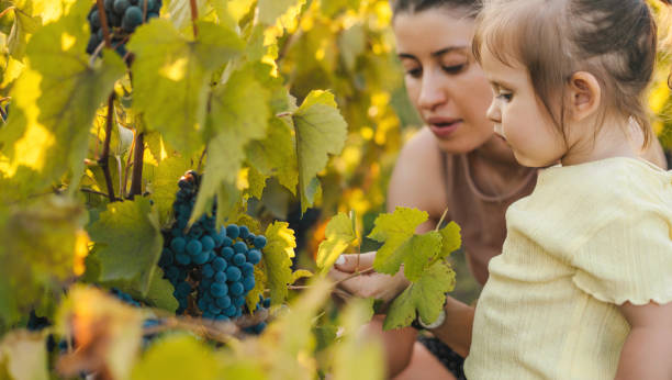 Mother and child helping to collect grapes in their farm. They talk and smile happily. Small family business. Copy space. stock photo