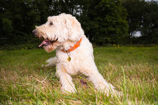 Curly haired dog resting out in a field.