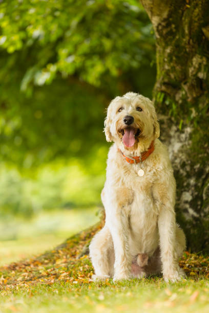 istock Labradoodle in the field 1442723666