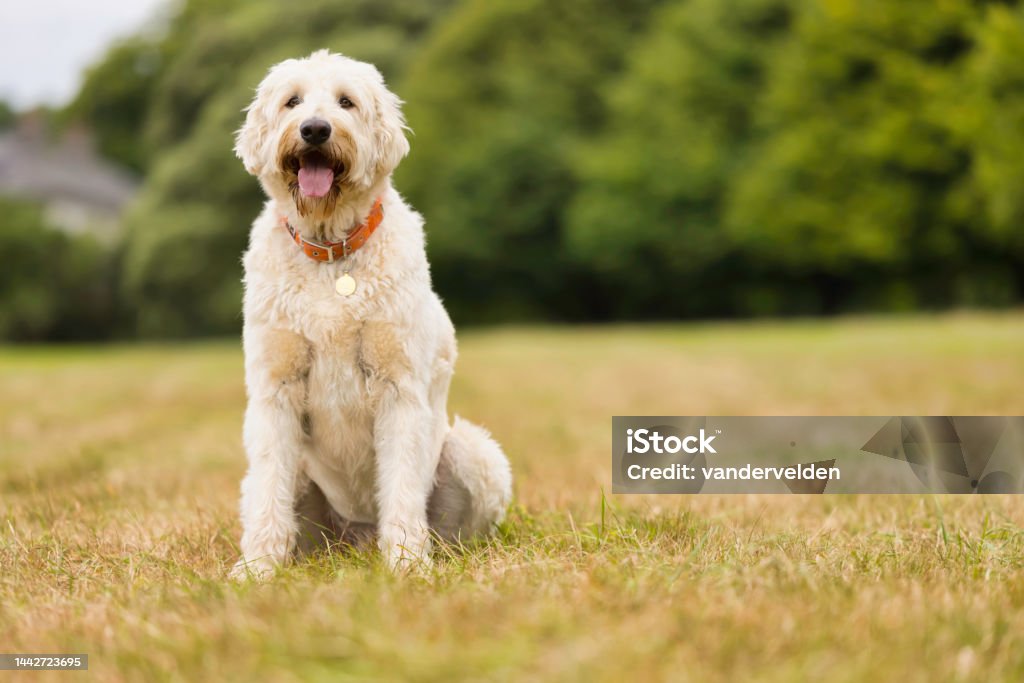 Labradoodle in the field Curly haired dog resting out in a field. Agricultural Field Stock Photo