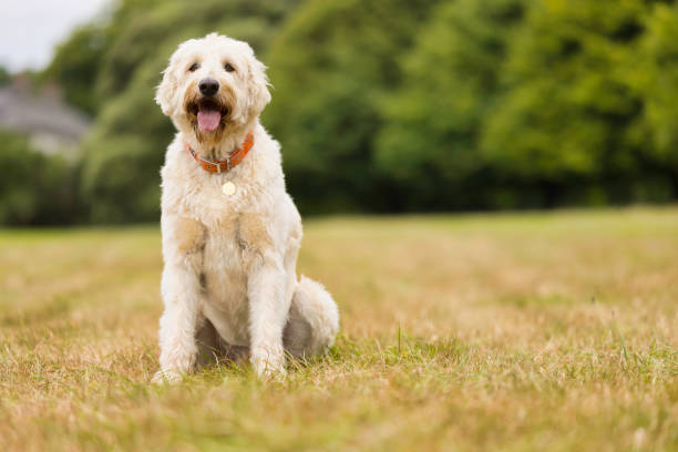 Labradoodle in the field - fotografia de stock