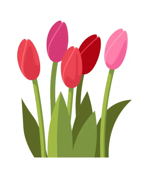 Vector illustration of Bouquet of tulips Floral design element. Vector illustration