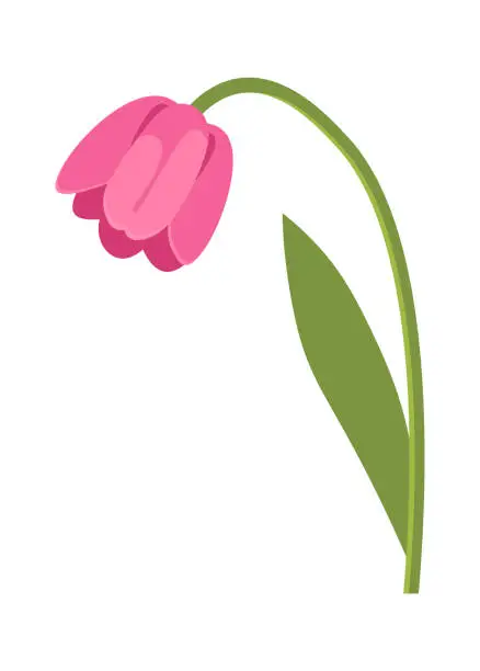 Vector illustration of Tulip flower Floral design element. Vector illustration