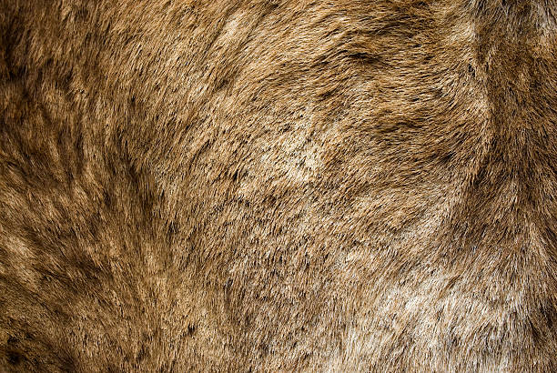 istock Animal Fur Hide Textured Grunge Background Series 144272430
