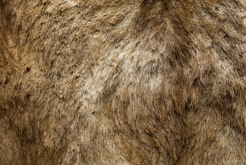 Animal Fur Hide Textured Grunge Background Series