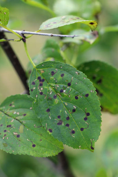 istock Leaf with leaf-mining caterpillars of common or purging buckthorn (Rhamnus cathartica) in late summer. 1442724946