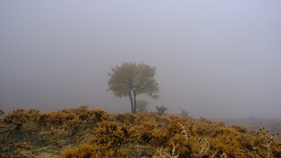 autumn, foggy, yellow, tree, lonely, fog