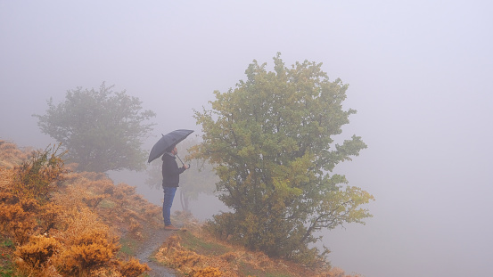 autumn, umbrella, foggy, rainy, cold, footpath, forest, tree, autumn