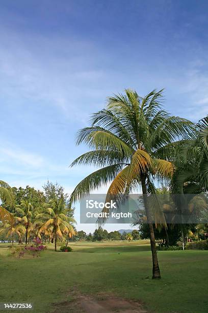 Kokospalmen Stockfoto und mehr Bilder von Baum - Baum, Big Island - Insel Hawaii, Blatt - Pflanzenbestandteile