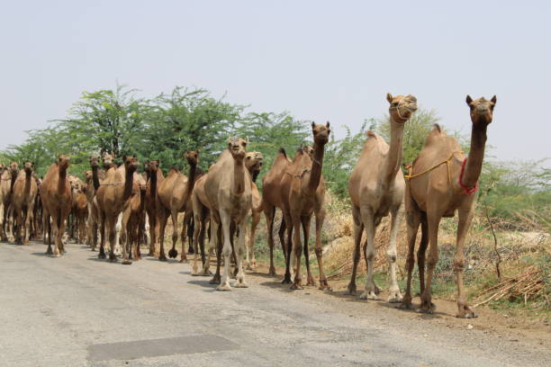 istock Herd of Camels 1442725516