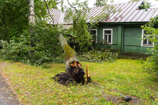 istock a tree broken by the wind lies next to a private house 1442725520
