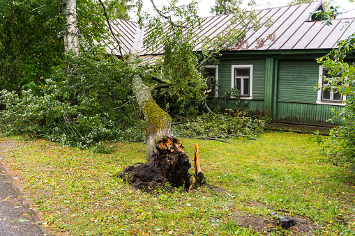 A tree has fallen on an suv during an intense Winter rainstorm.