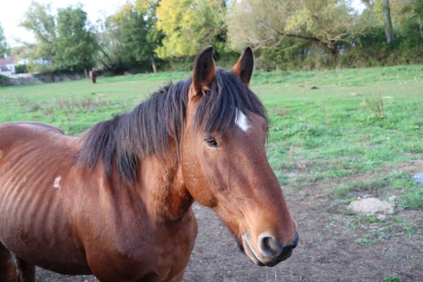 istock Horse in a field 1442725667